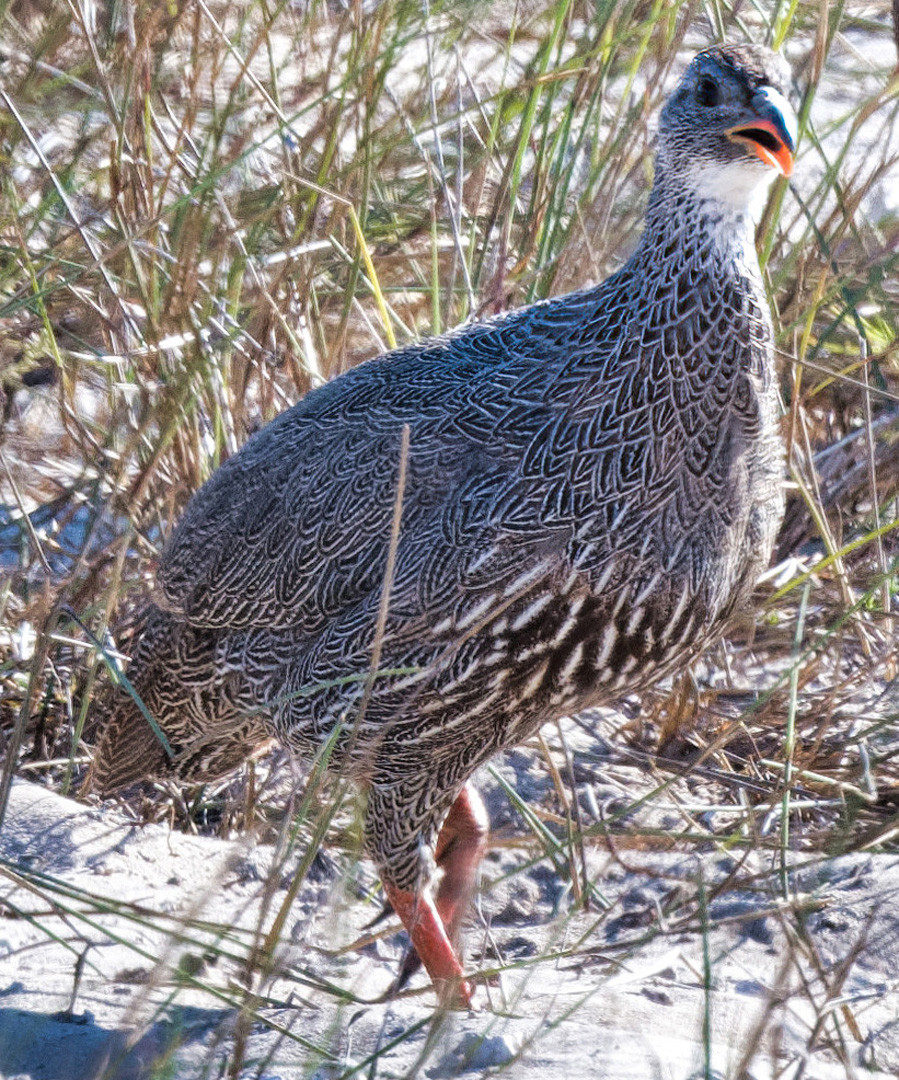 image Natal Spurfowl